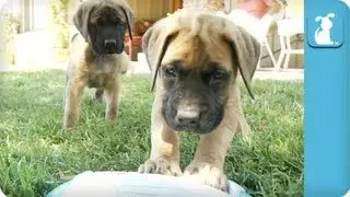 30 Seconds of Precious Puppies Playing the Piano - Puppy Love