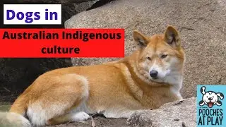 Dogs in Australian Indigenous Culture