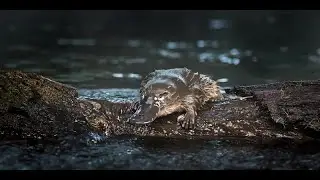 Expert Connections: Urban Platypuses - Threats and Challenges