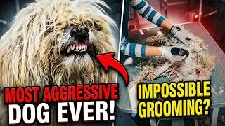 We Had To SEDATE Him... Extreme Aggressive Dog Rescue