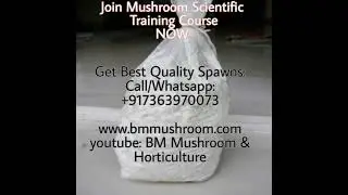Mushroom Training Program & Spawn Available Now Pan India
