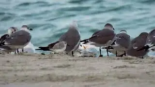 Gulls, Terns and Sanderlings gather on the beach #birds #shorebirds #ocean #nature