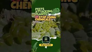 Natural Pest Control That Actually Works 🌱