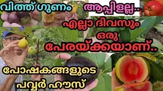 ഇത് അറിഞ്ഞാൽ,ഒരു പേരയെങ്കിലും ഉറപ്പായും നടും..#plants#fruits#benefits of guava #avacado#seeds#fig