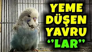 SHOW JUMBO YAVRULAR YUVALARI TERK ETMEYE BAŞLADI ! #muhabbetkuşu