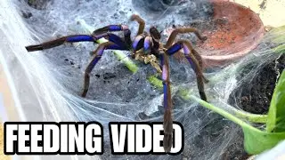 EPIC GIANT TARANTULA + SCORPION FEEDING VIDEO! MEET 24 PET ARACHNIDS!