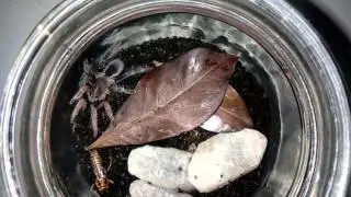 Lyrognathus giannisposatoi