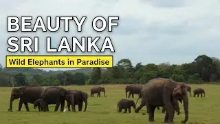রাজকীয় হাতির দেশে #travel #srilanka #royal #elephant #wildlife  #incredible #beautiful #nature #love