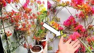 Which plant's bell easily grow in the home garden, let me tell you ...