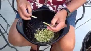 Shucking black-eyed peas