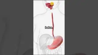 What Happens to Food After You Eat It? | Human Digestion Explained. #healthygut #digestibility