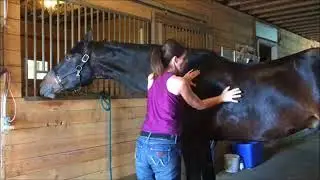 Equine Massage through Horse Courses Online