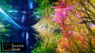 SCAPER ROOM - Come pulire diffusore CO2 in pochi minuti