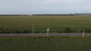 CULTIVO DE MAIZ BLANCO P3966 LEPTRA CERETE-CORDOBA COLOMBIA