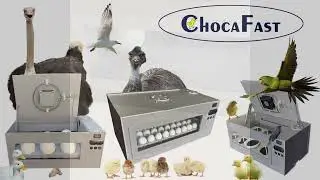 Choca completa de Ovos de Avestruz com a ChocaFast