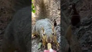 Miss Rio,The Most Gentle Eastern Fox Squirrel (Scirius Niger)