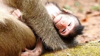 Trillion Pity!! Mom Daisy torturing her own baby Dito till fall down, Newborn seem really weakness