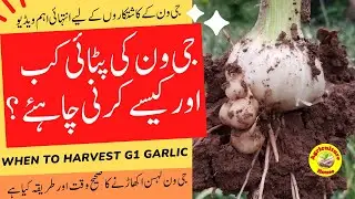 When and How to Harvest G1 Garlic/ G1 Garlic Harvesting Time and Methods/  جی ون لہسن کی پٹائی