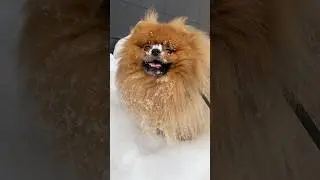 Не вытащить из снега этого парня 🤗 #pomeranian #суперсобака #cute #spitz