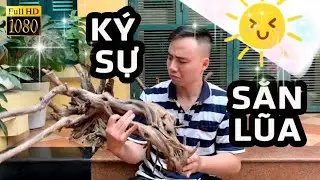 Trải nghiệm: Đi mua LŨA, ĐÁ làm bể Thủy sinh #Greenhappiness