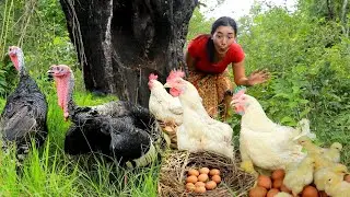 Turkey and chicken catch for food-Cooking chicken spicy for dinner +4food cooking in forest