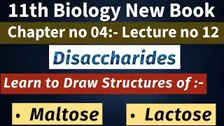 Disaccharides Explained: Structure of Maltose & Lactose | 1st Year Bio New Book |Chap # 4 | Lec # 12