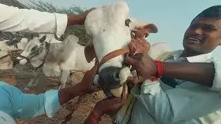 పాల పండ్ల కోడెల పెబ్బేరు శనివారం సంత | ఒంగోలు జాతి భారీ పండ్ల కోడెలు బేరం | Pebbair Market Today#333