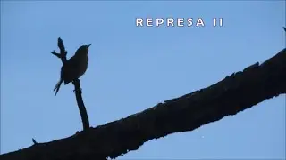 represa II - vinhedo, sp