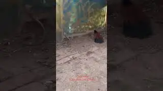 The lapwing was attacked by a giant king cobra that sprayed venom.