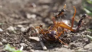 Secrets of Ants: The Hidden World Beneath Our Feet l Ants Documentary