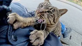 Круглолицый полосатый кот сидит на коленях у человека и обнимает меня.