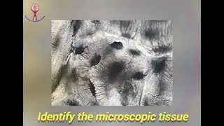Comment - Identify the #microscopic tissue & label the three - #microscope #histology #anatomy