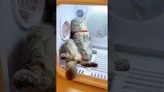 Adorable !!Kittens!!  Catch Tails!! Cute cat !! Meow!! Lazy Cat !! Funny cat !! Naughty cat!!