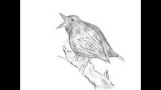 Digital Sketch-Bird via Inspire Pro iPad #Drawing