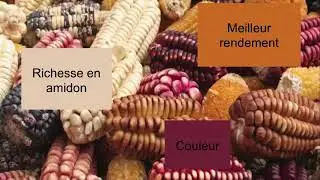La plante domestiquée ( vidéo de Claire Lambert)