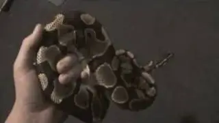 Snakes