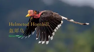 this bird make 