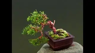 Shohin Shimpaku  Slide #5