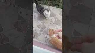 Dostlarınıza karşı zekanızı değil, kalbinizi kullanın.Nurettin Top&ccedil;u 😇🐱🌸