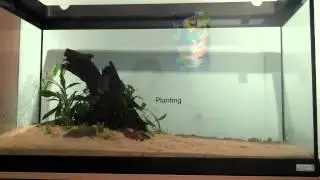 The making of a planted Aquarium