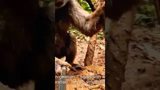 Ai generation with new voice features #ai #evolution #movie #monkey #frogcore