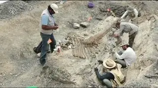 Dinosaur tail discovered in Mexican desert