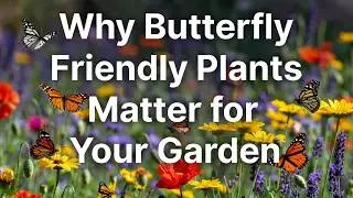 Why Butterfly Friendly Plants Matter for Your Garden