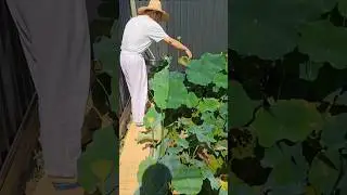 harvesting lotus seed pod from backyard pond