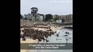 A huge colony of sea lions has taken over San Carlos Beach in Monterey, California