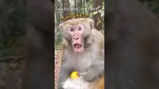 Worst idea in a monkey park 😭🐒