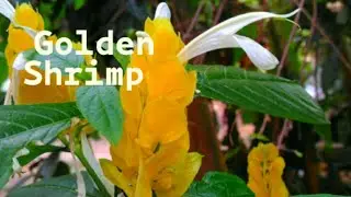 Golden Shrimp Plant Care in Malayalam