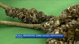 Preventing zebra mussel infestation