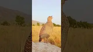 Teetar Sound for Relaxation | Nature Lovers Must Watch #teetarawaz #indianbirds #birdcall #birdsongs