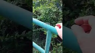 Catching DragonFly #asmr #catchandrelease #viral